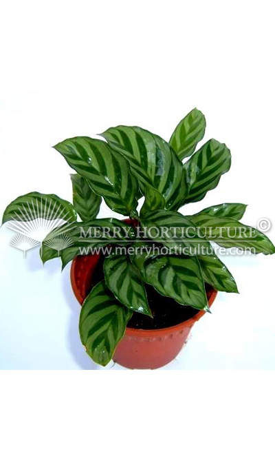 Calathea leopardina